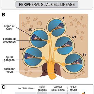 (A) Schematic model of PGC development in the human fetal cochlea ...