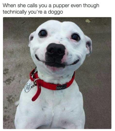 37+ Most Adorable Smiling Dog Memes