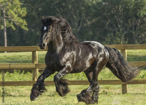 Gypsy Vanner horse stallion black Stock Photo | Adobe Stock