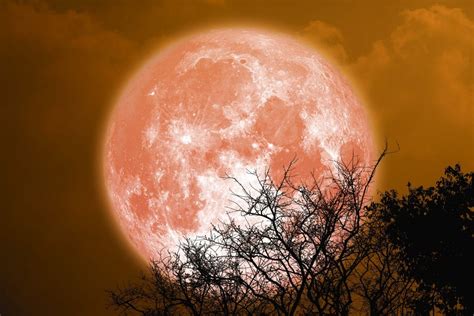 Beaver Moon: how to see November's full moon