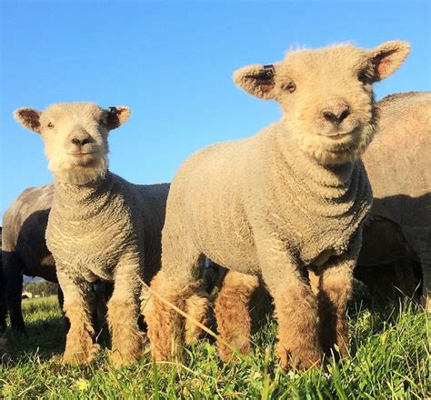 Babydoll lambs for sale - Babydoll sheep Australia