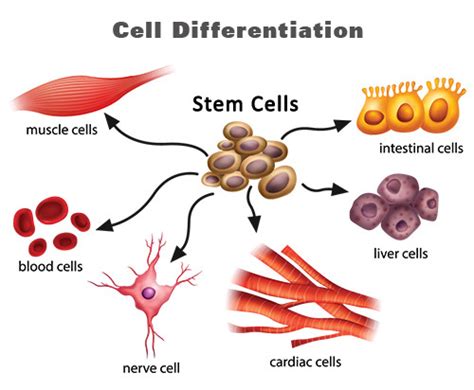 Specialised Cells – GCSE Biology (Combined Science) Edexcel Revision ...