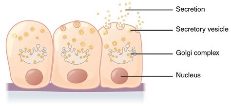 What is the Difference Between Merocrine and Holocrine Glands | Compare the Difference Between ...