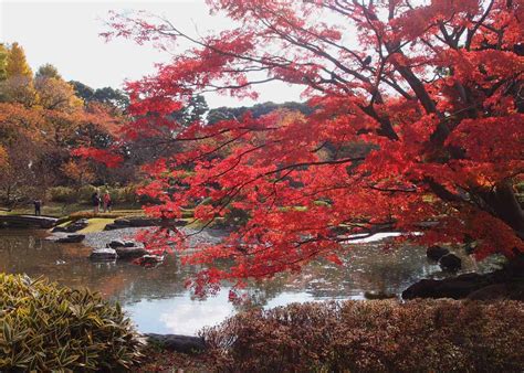 Autumn in Tokyo: 3 Best Japanese Gardens to Catch the Fall Leaves