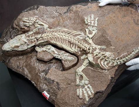 Fossil Pushes Origins of Lizards Back 75 Million Years | RealClearScience