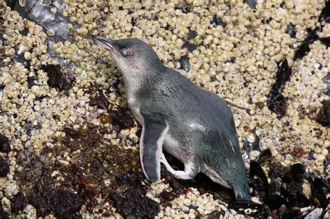 SPHENISCIFORMES Spheniscidae (Eudyptula) Little penguin IMG_5403.jpg ...