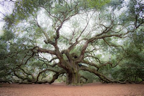 The Angel Oak Photograph by Kylie Jeffords