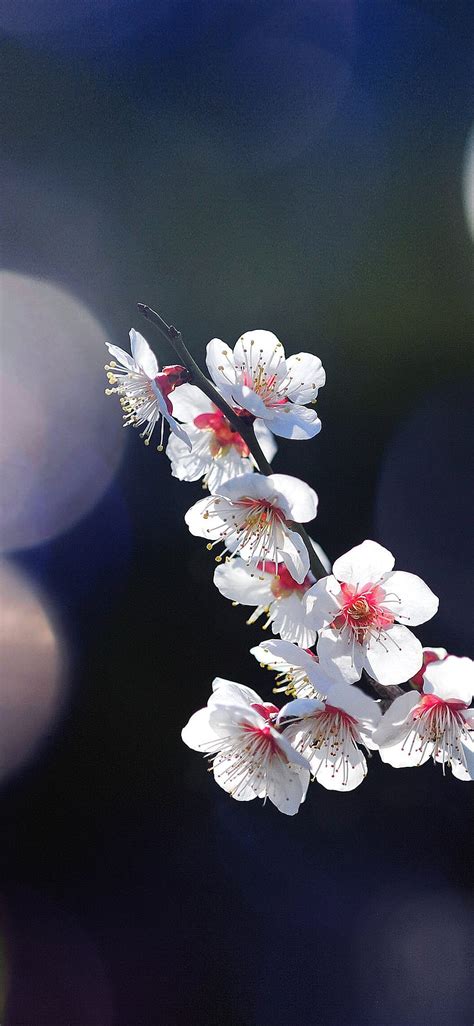 Com Apple Iphone Mq24 Spring Flower Sakura, cherry blossom iphone HD phone wallpaper | Pxfuel