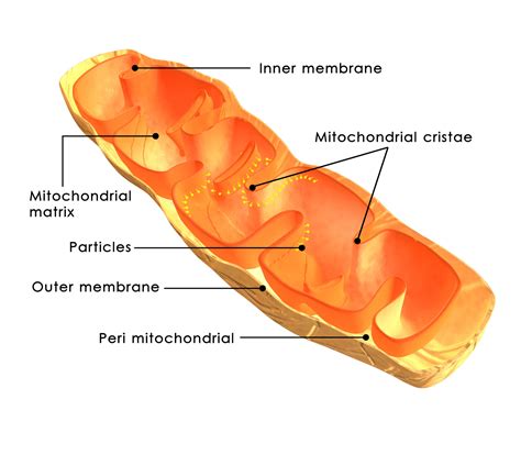 The Shape of Mitochondria — Bodē Talk