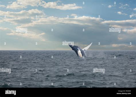 Blue whale breaching hi-res stock photography and images - Alamy