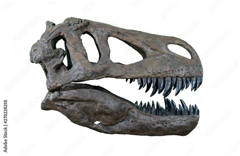 The skull of Torvosaurus large carnivore dinosaur from Jurassic Period ...