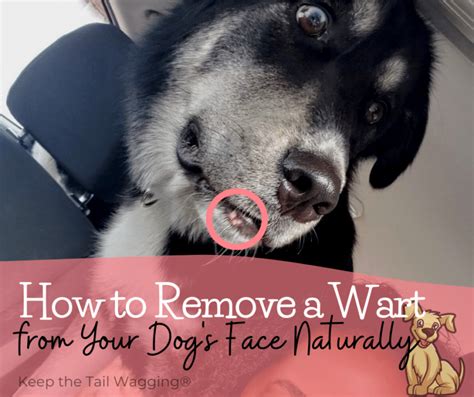 How to Remove a Wart from Your Dog's Face Naturally | Keep the Tail Wagging | Raw Feeder Life