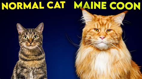 Maine Coon Cat Vs Normal Cat – So Different You'll Be SHOCKED ...