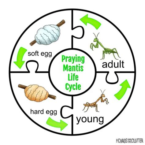 Praying Mantis Life Cycle Diagram