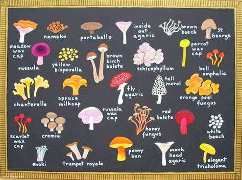 Magic Mushroom Identification Chart