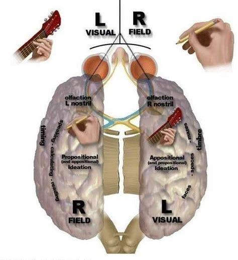 [PDF] Synopsis of the Chronic Human Split-Brain Syndrome | Semantic Scholar