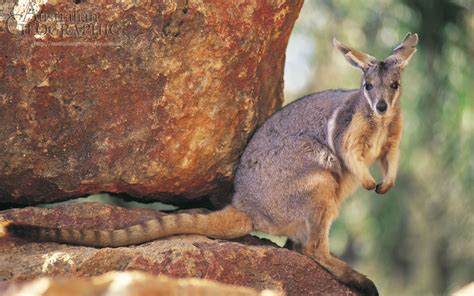 The yellow footed Rock Wallaby, animal emblem for Queensland, Australia | Australia animals ...