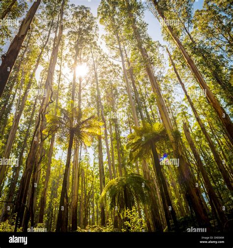 Mountain ash tree australia hi-res stock photography and images - Alamy