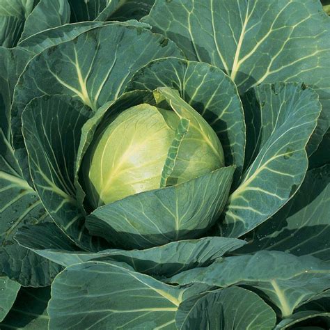 Types of Cabbage - Growing Cabbages All Year Round