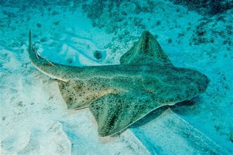 Angel Sharks - Did you know? Learn about the local species of Tenerife