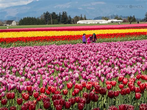 Tulip Festival | Tulip festival, Spring tulips, Tulips