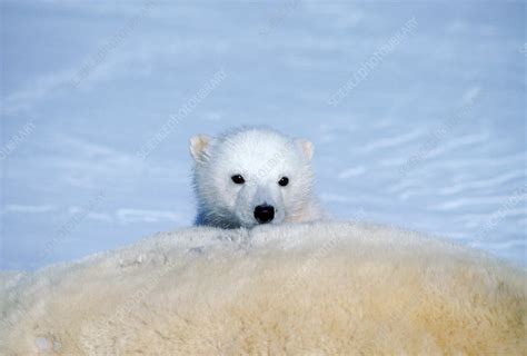 Polar Bear Cub Nursing - Stock Image - C006/6491 - Science Photo Library