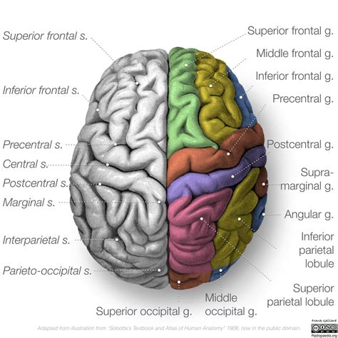 Radiopaedia - Drawing Gyri and sulci: superior surface of brain ...