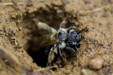 digger bee control and treatments for the home yard and garden