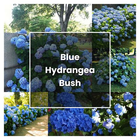 How to Grow Blue Hydrangea Bush - Plant Care & Tips | NorwichGardener