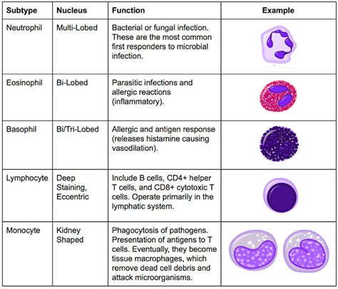 Body System: Blood Components