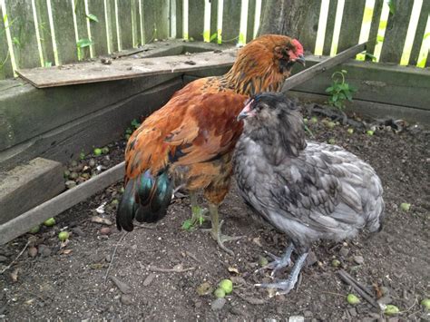 Easter Egger rooster-like behavior | BackYard Chickens - Learn How to ...