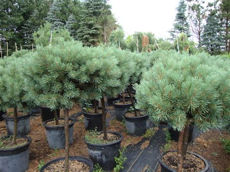 Baker Lake Nursery - Products - grafted specialties Minnesota - Pinus-sylvestris-Glauca-Nana ...