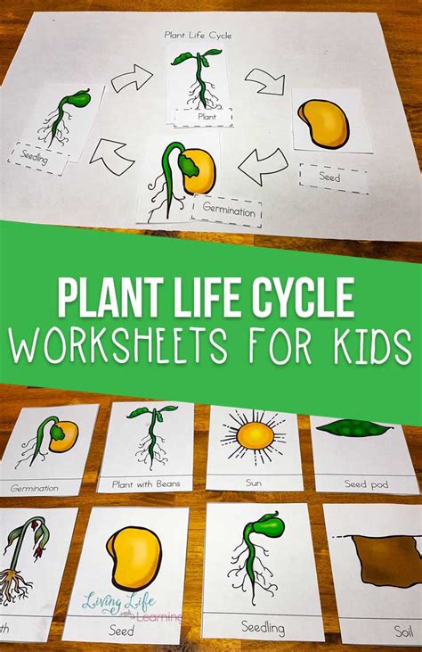 Plant Life Cycle Activities For Google Slides Plant Life Cycle Life ...