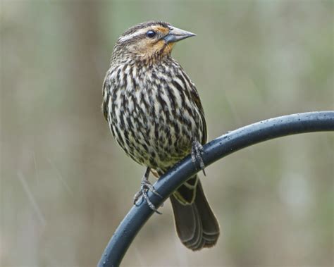 Red-winged Blackbird female - FeederWatch