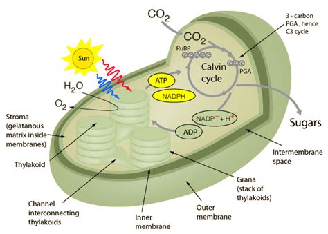 Systems of Photosynthesis