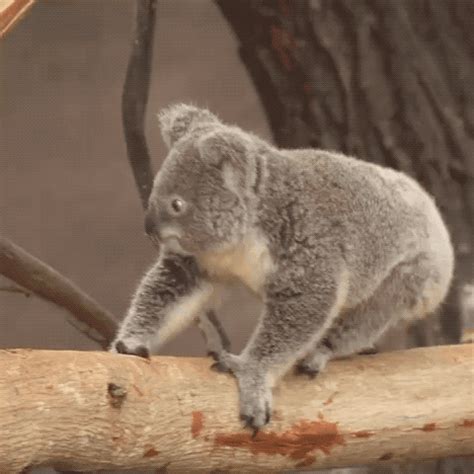 Koala Lol GIF by San Diego Zoo - Find & Share on GIPHY