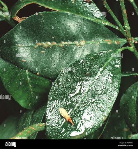 Honeydew from soft brown scale insects Coccus hesperidum on ornamental ...