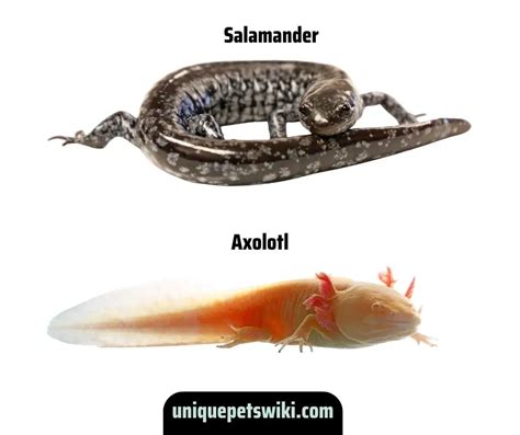 Axolotl Can Turn Into Salamander?