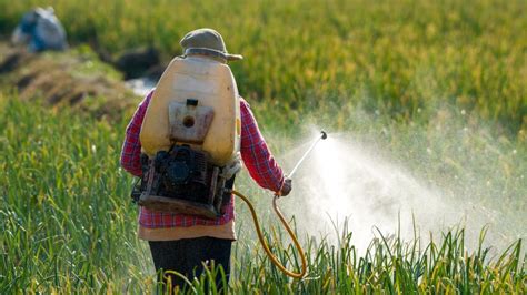 Pesticides in food: Safety, exposure, and more