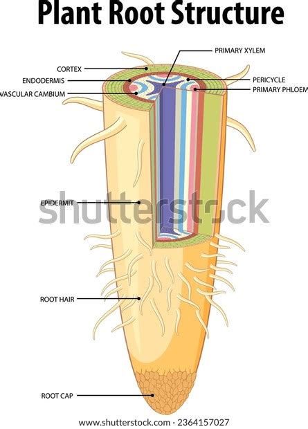 Plant Root Anatomy: Over 959 Royalty-Free Licensable Stock Vectors & Vector Art | Shutterstock