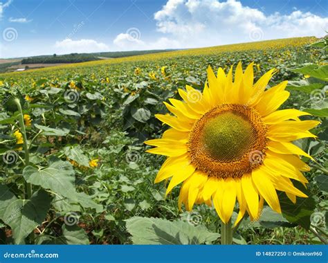 Meadow with sunflowers stock photo. Image of natural - 14827250