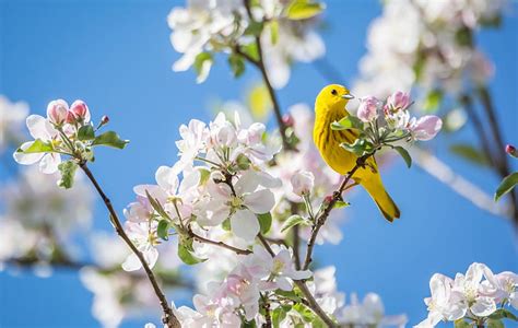 Spring, bird, flower, yellow, pasari, sky, blue, blossom, white, primavara, HD wallpaper | Peakpx