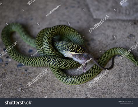 1,265 Snake Eating Rat Images, Stock Photos & Vectors | Shutterstock