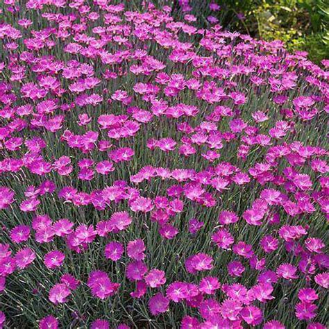 Pink Perennial Plants, Pink Flowering Perennials – Streambank Gardens