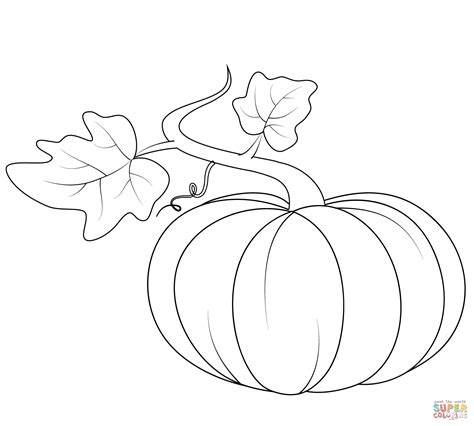 Pumpkin Vine Drawing at GetDrawings | Free download