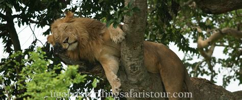 12 Days Albertine Rift Endemics Birding Safari | Uganda Birding Safaris