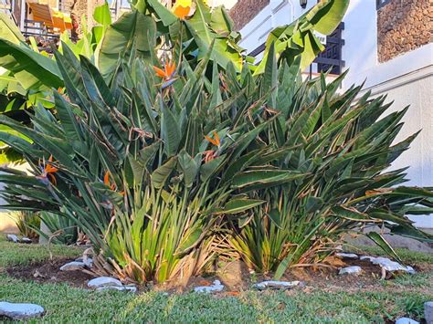 Bird of Paradise Plant Care - All you Need to Know - Smart Garden Guide