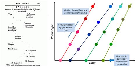 Lamarck and Darwin: two divergent visions of the living world - Encyclopedia of the Environment