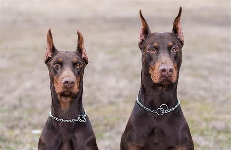 Beauceron vs Doberman: Are They Different? - IMP WORLD