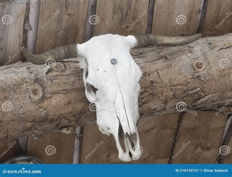 Antlers As a Hunting Trophy Stock Image - Image of ownership, hunt: 210150721